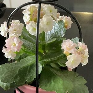 Meet your Posher, Joyfulseams